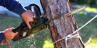  , USA Tree Removal Services Pros